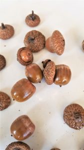 acorns-close-up-drying-after-cleaning