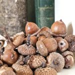 close-u;p-of-acorns