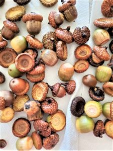 acorns-close-up-of-them-wet