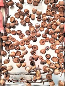 how-to-clean-and-preserve-acorns-sticks-after-baking