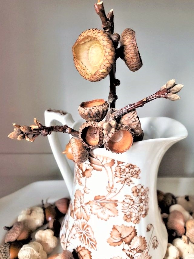 how-to-clean-and-preserve-acorn-caps-on-branch-clean-preserved-for-crafts-and-decor-featured-image