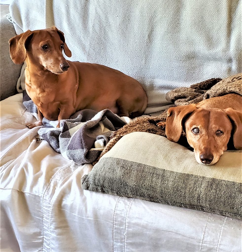 Reese and Peanut our pups