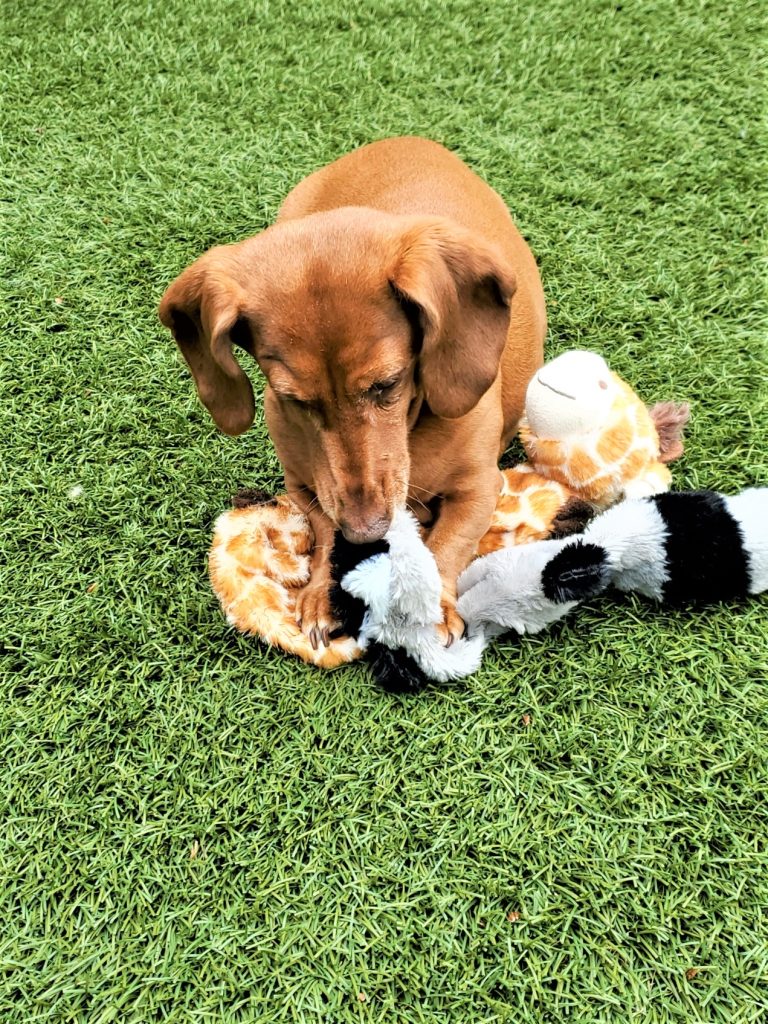 Peanut playing with her gifts! Yes she steals her brothers toys