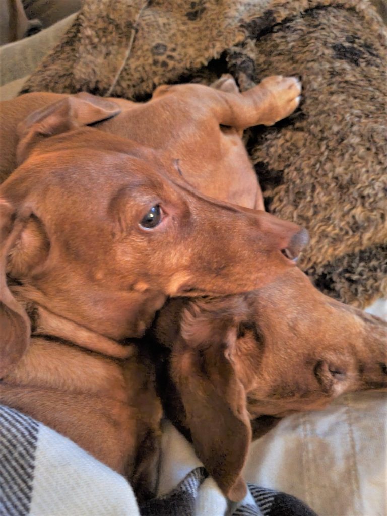 Reeses resting his head on his sister