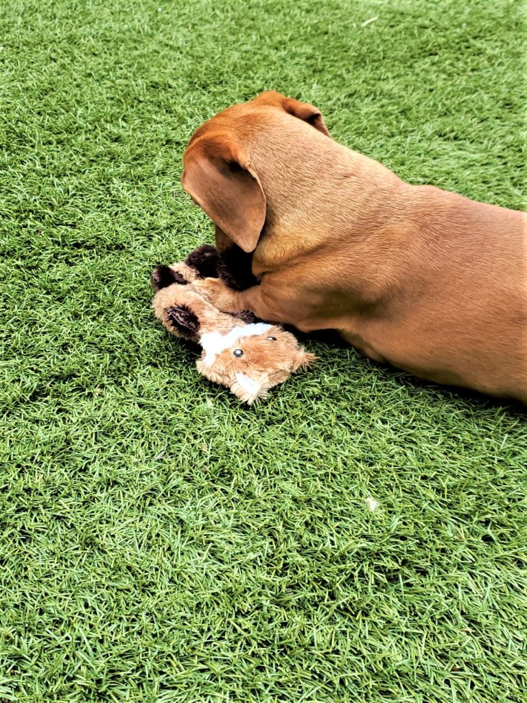 Reeses chewing his toy
