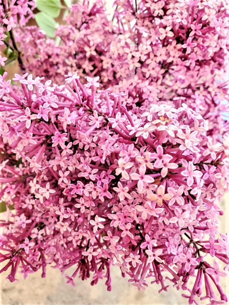 close-up-of-lilacs-bloomed-drinking-water-in-a-bucket