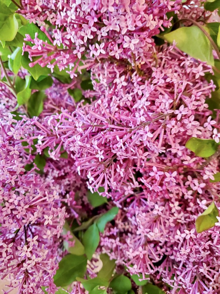 one-of-our-bushes