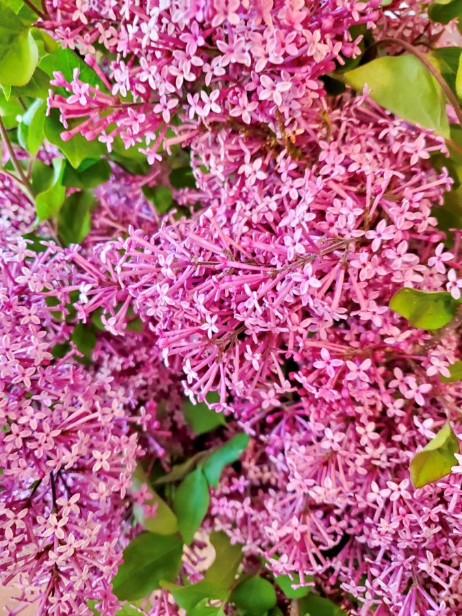 great-ways-to-use-lilacs-in-decor-now--on-one-of-our-bushes-featured-image