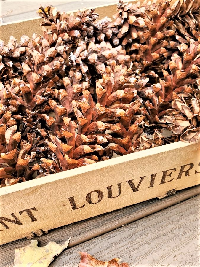 Pinecones-Close-up-in-crate-clean-and-preserved