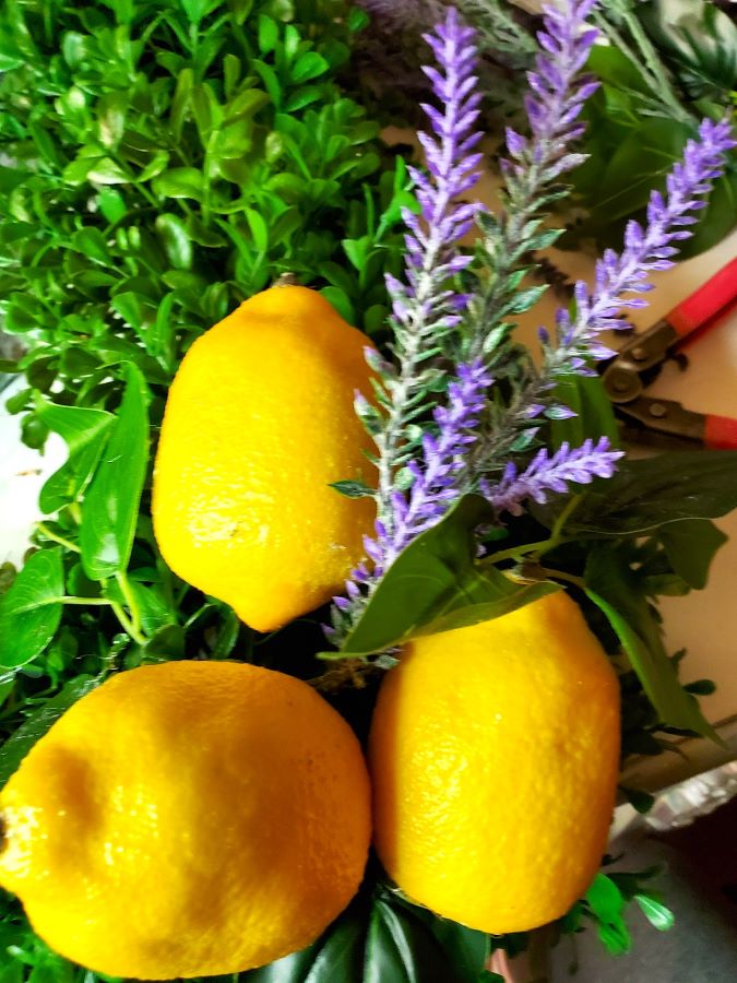 lemon-faux-boxwood-wreath-featured-image
