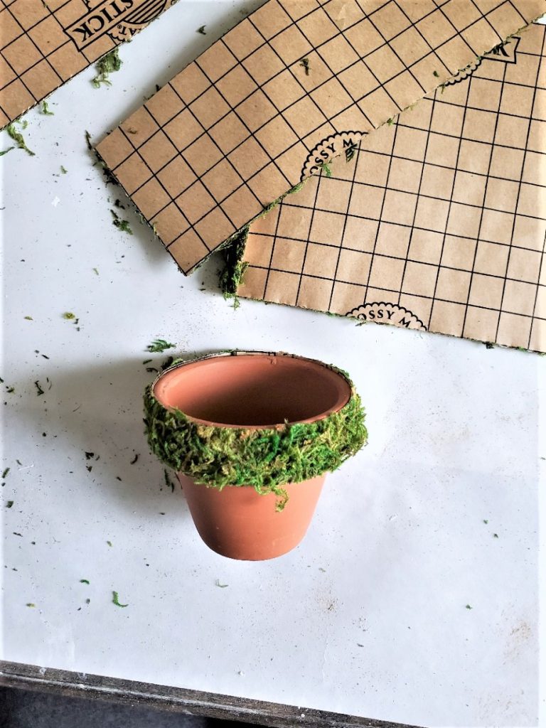 moss-on-flowerpot-rim