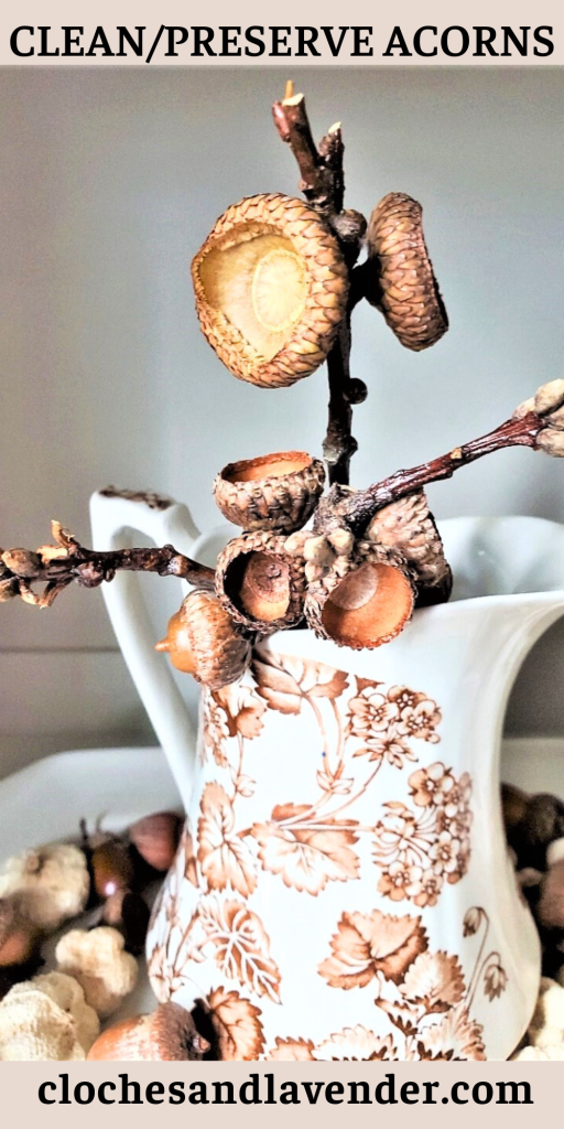 CLEAN-AND-PRESERVE-ACORNS-PIN
