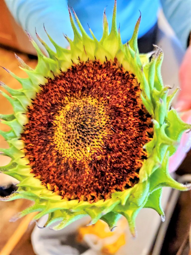 stunning-dried-flower-decor-ideas-to-try-now-petals-removed-dry-sunflower-heads