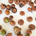 clean-and-preserve-acorns-preserved-acorns-wet-with-sealer