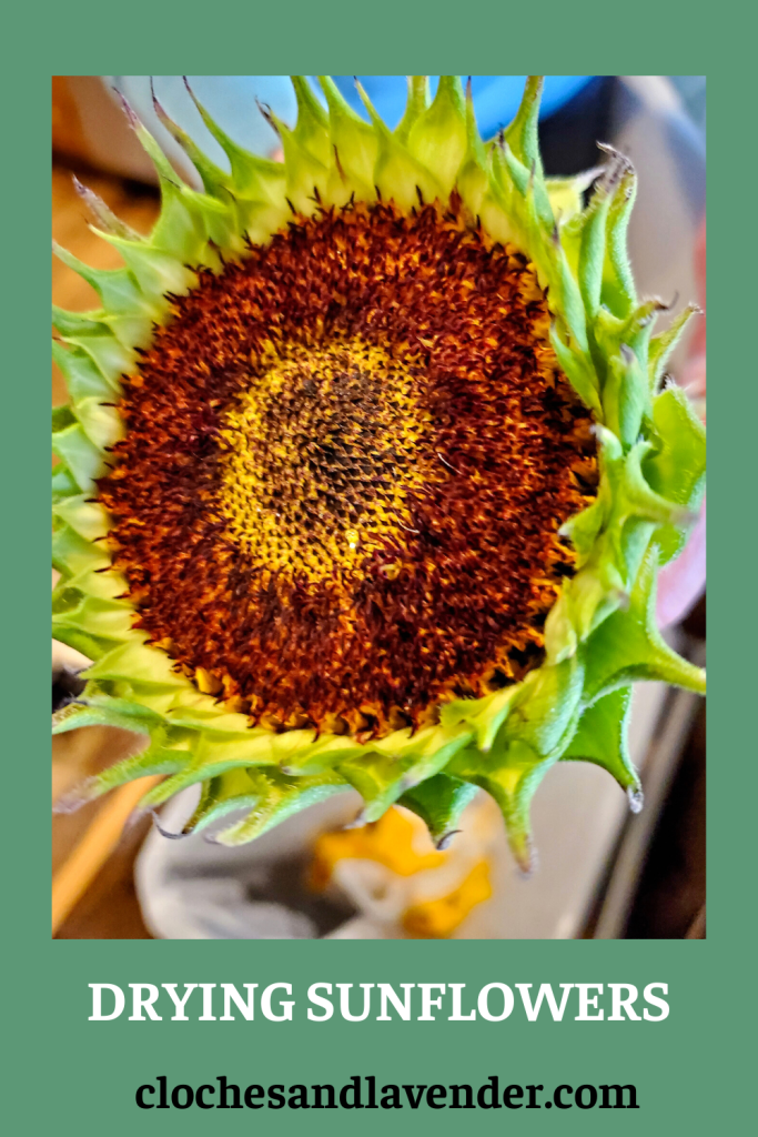 DRYING-SUNFLOWERS-PIN