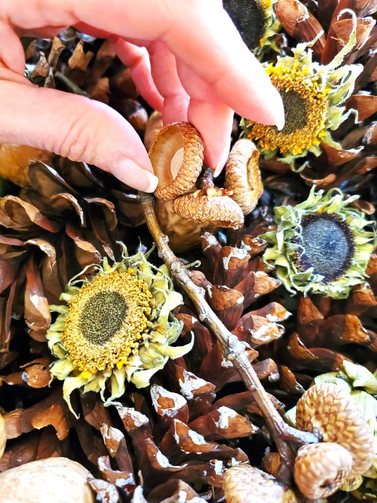 acorn-caps-being-added