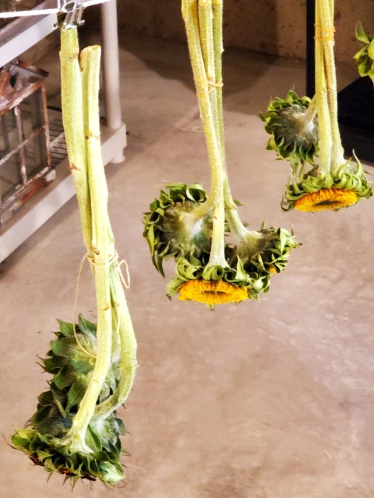 hanging-upside-down-in-threes-dry-sunflowers-heads