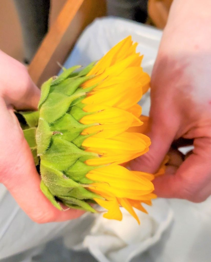 removing-outer-ray-petals-dry-sunflowers-heads-petals