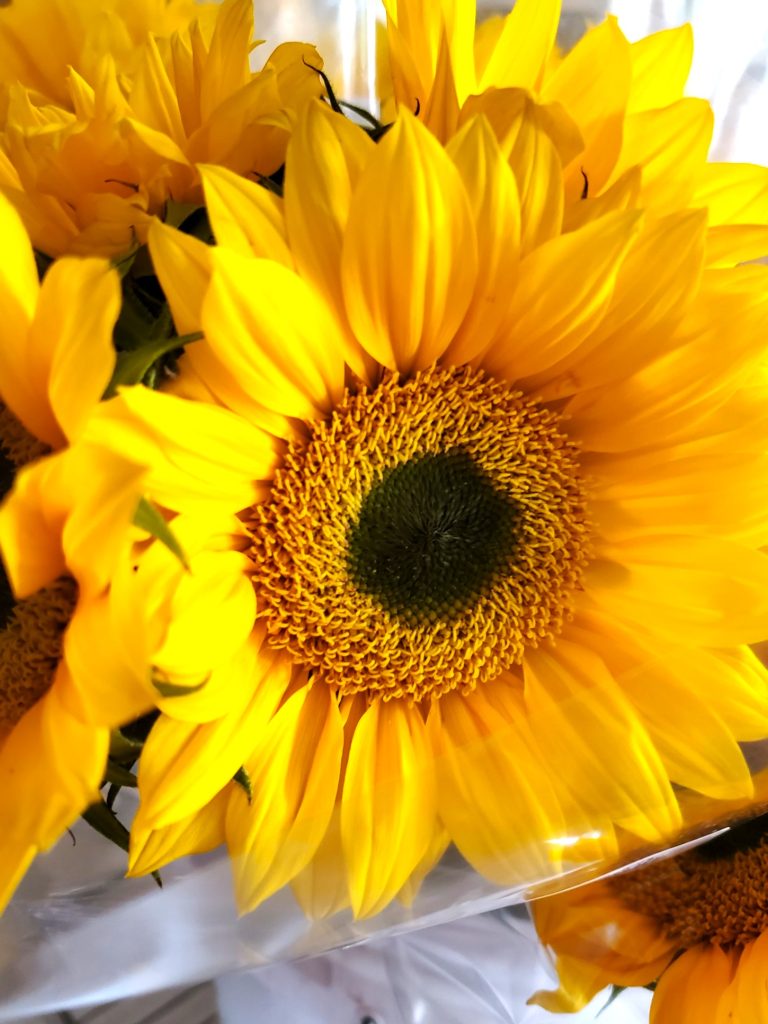 flower-before