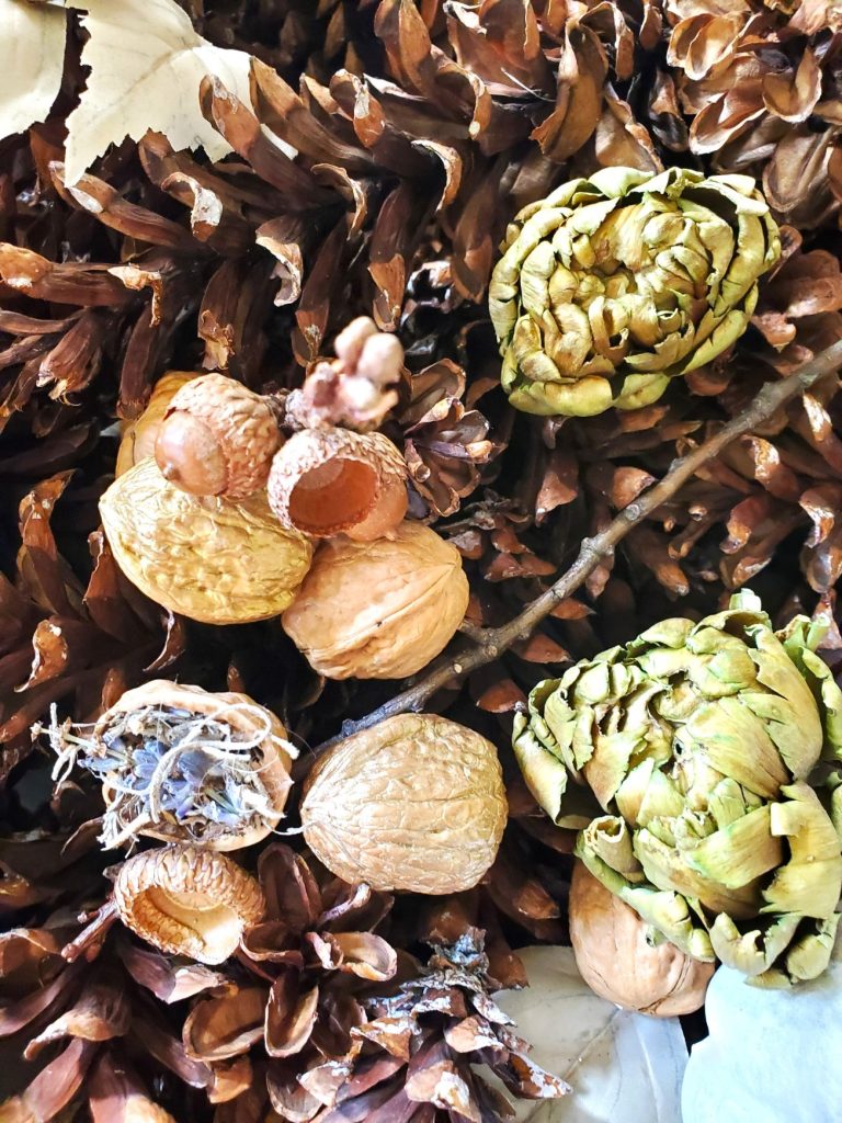pinecones-walnuts-acorn-branch