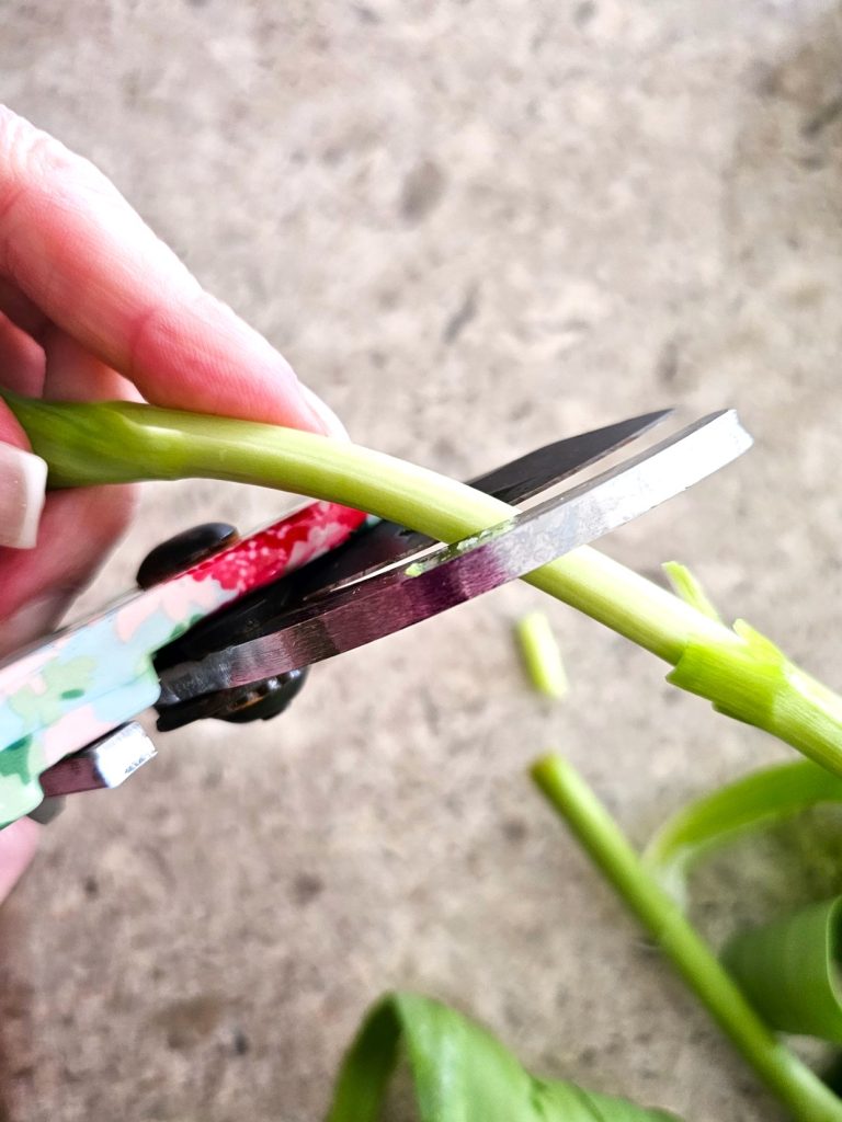 cutting-stem