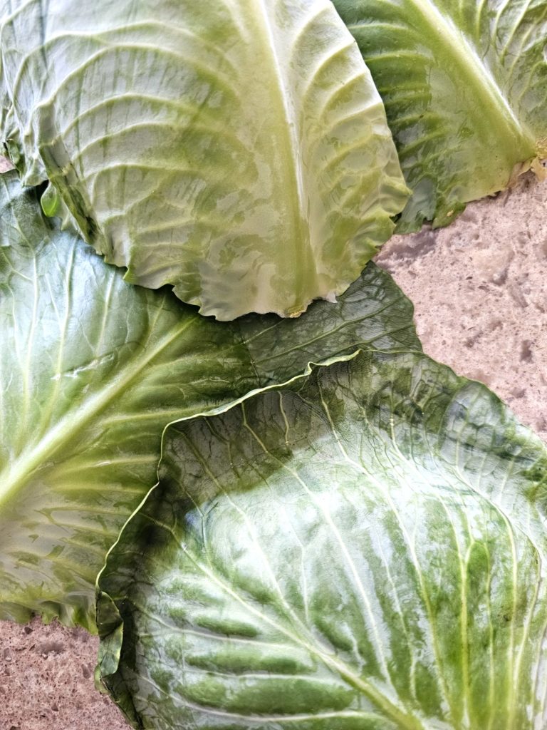 make-a-cabbage-vase-for-a-floral-arrangment-outside-leaves