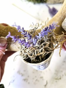 lavender-added-to-moss-in-pot