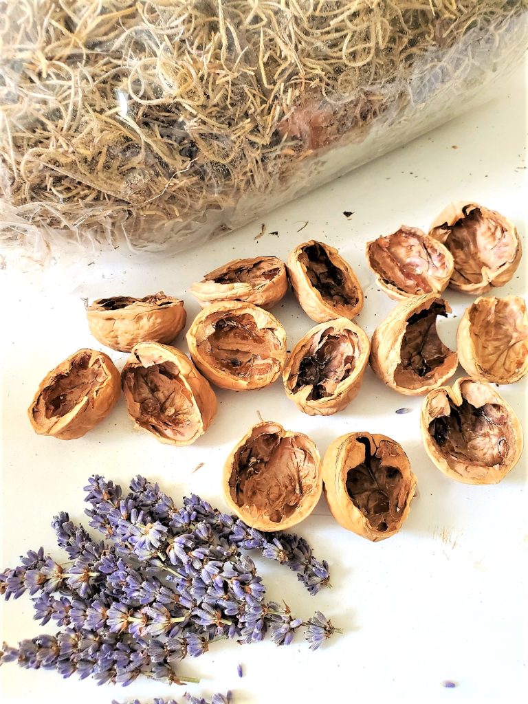empty-shells-lavender-spanish-moss