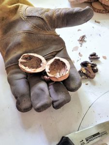 walnut-open-and-empty