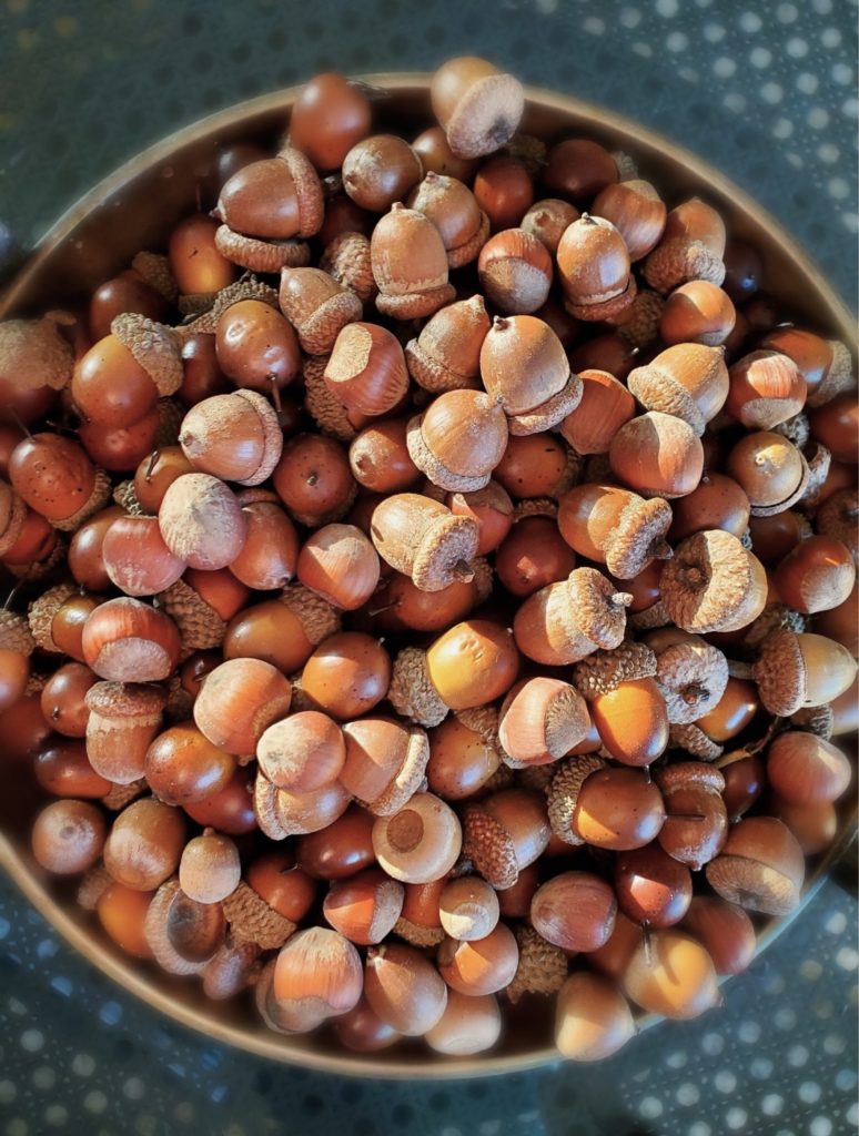 acorns-preserved-in-a-bowl