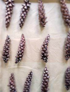 preserving-pinecones-for-craft-and-decor-on-parchment-paper