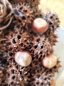 close-up-of-nut