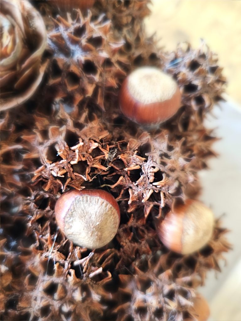 close-up-of-nut