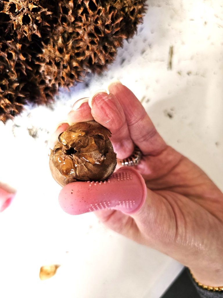 showig-glue-on-the-hazelnut