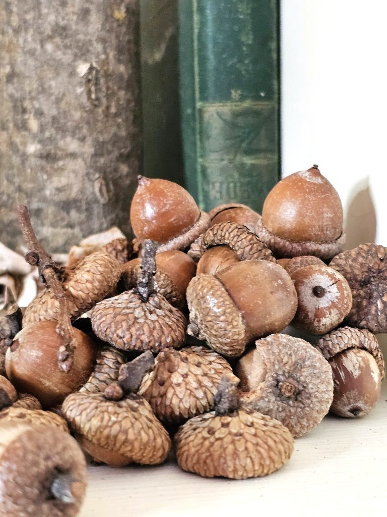 acorns-displayed