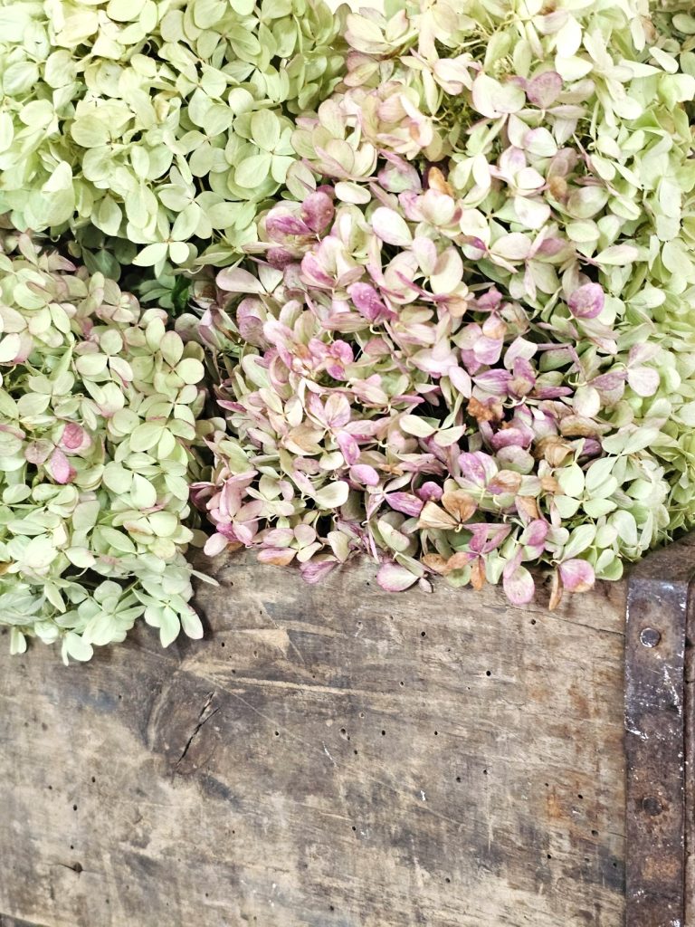 dried-hydrangeas