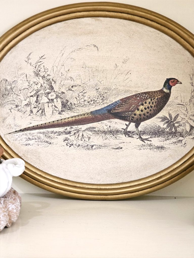 pheasant-picture