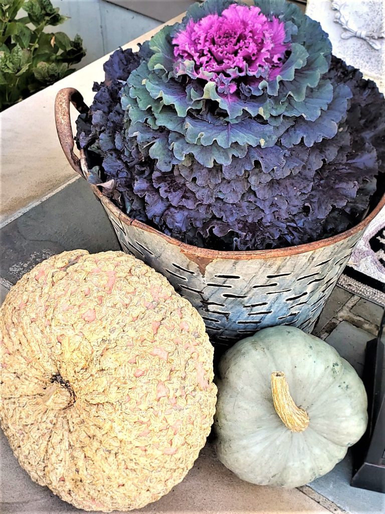 kale-in-a-vintage-olive-bucket-pale-orange-and-pale-green-pumpkins