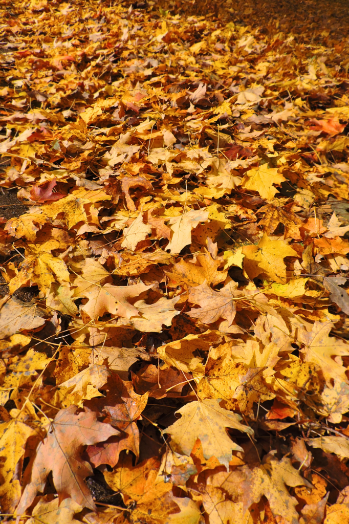fall-bucket-list-ideas-your-complete-guide-today-leaves-covering-the-street