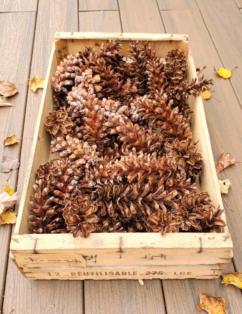 pinecones-in-wood-crate
