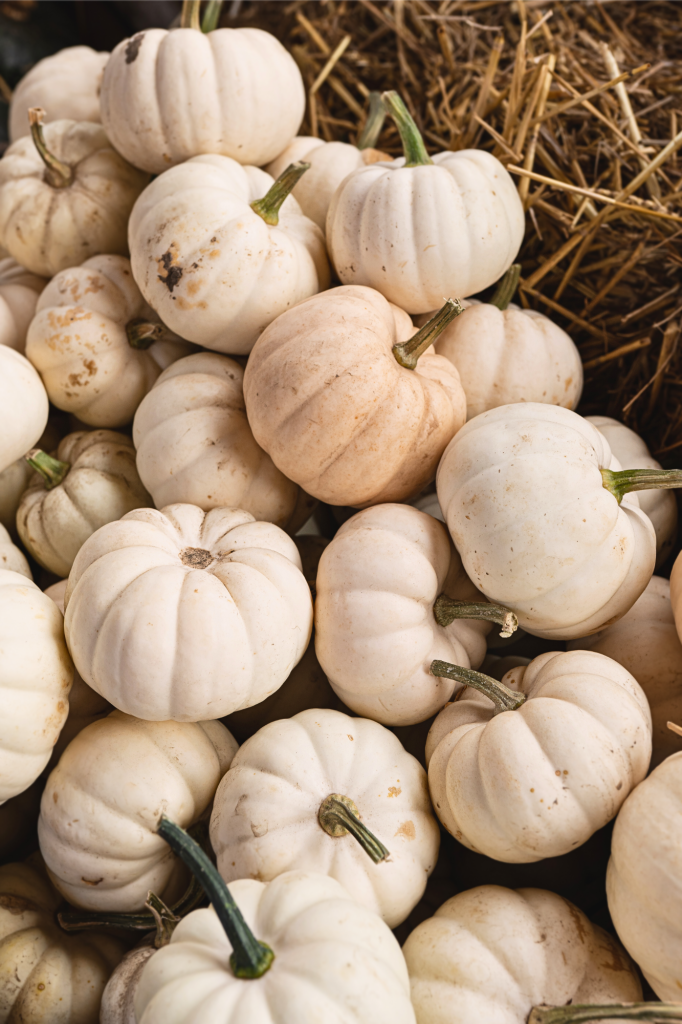 fall-bucket-list-ideas-your-complete-guide-today-white-pumpkins-at-the-farm