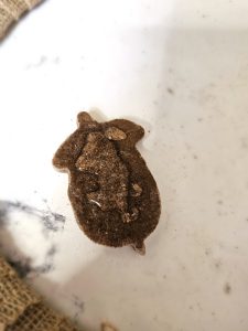 glue-on-larger-acorn