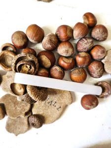 glue-sticks-hazelnuts-salt-dough-pieces