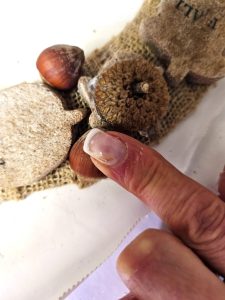 holding-hazelnut-to-set-on-inner-wreath