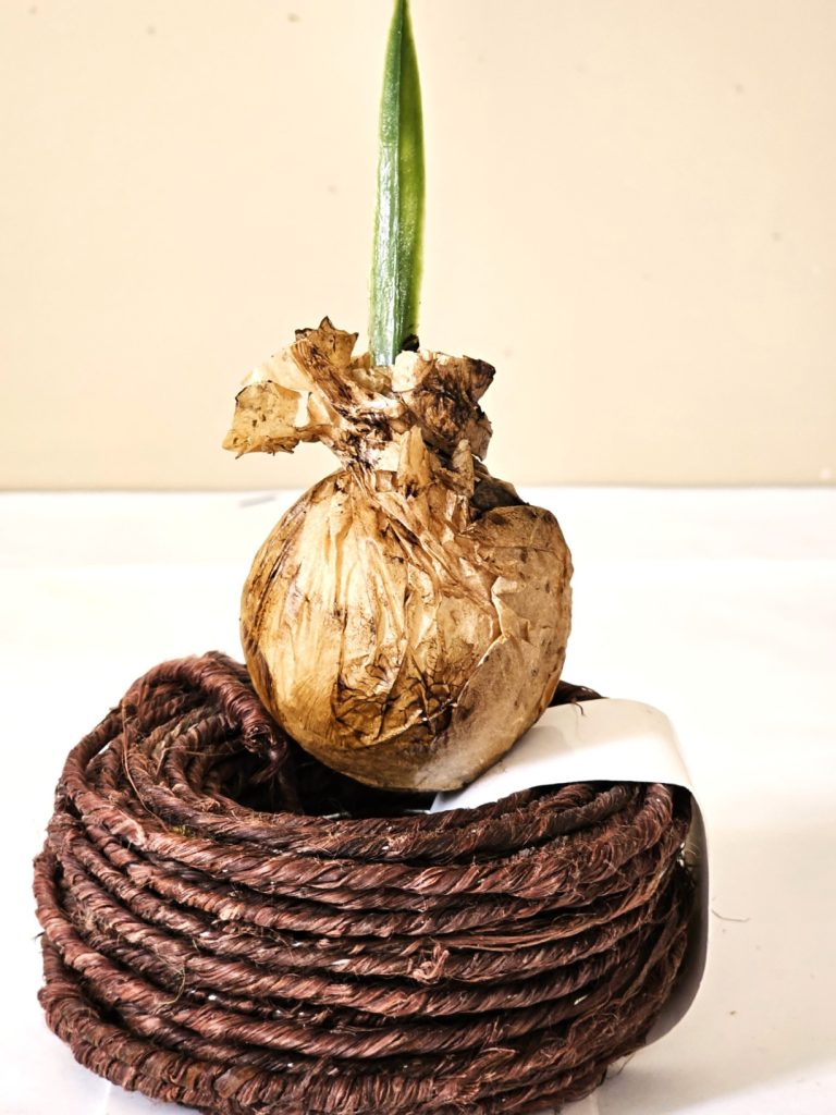 another-bulb-finished-wax-drying