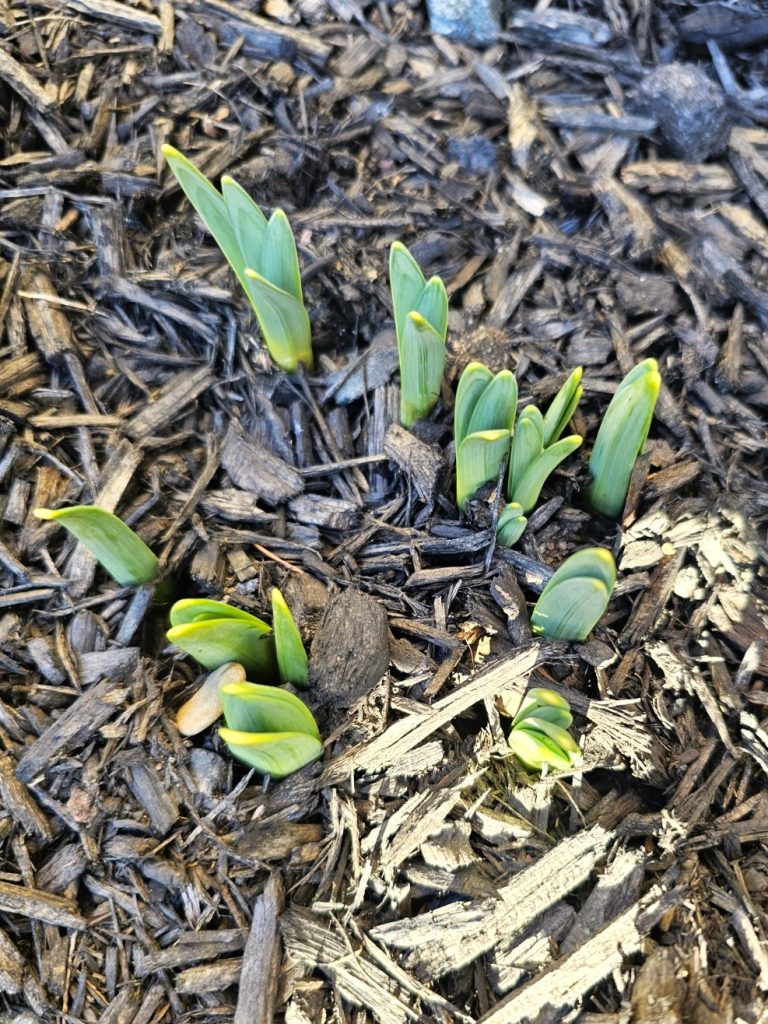 daffodil-bulbs-peeking-through-mulch