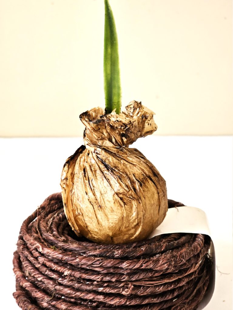 first-bulb-finished-wax-drying