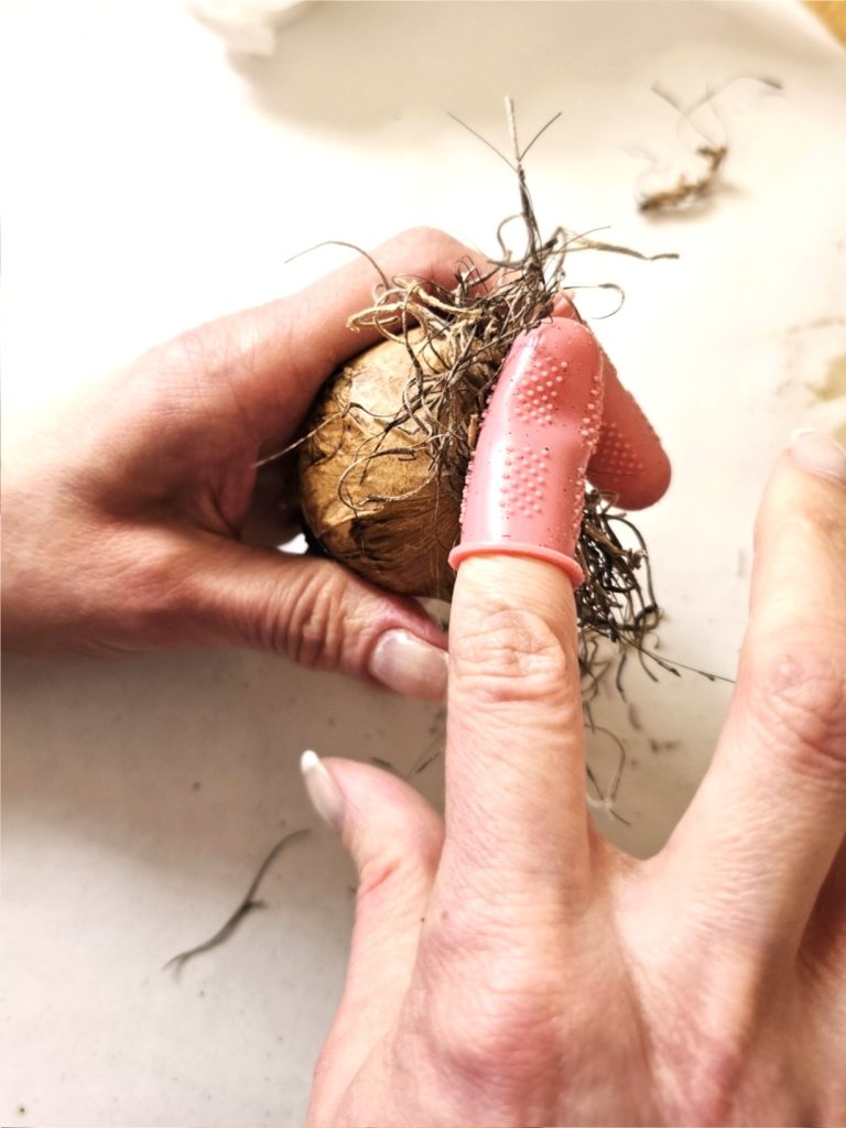holding-moss-to-set-on-bulb-bottom