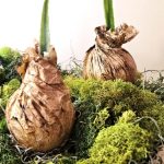 make-your-own-faux-spring-planter-quick-and-gorgeous-showing-closer-look-at-bulbs-finished-with-green-moss-featured-image
