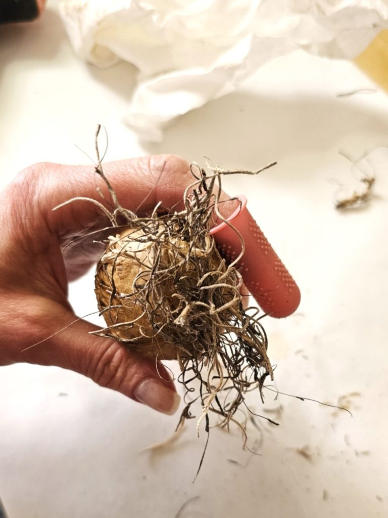 showing-moss-set-on-bulb-bottom